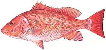 Red Snapper Whole