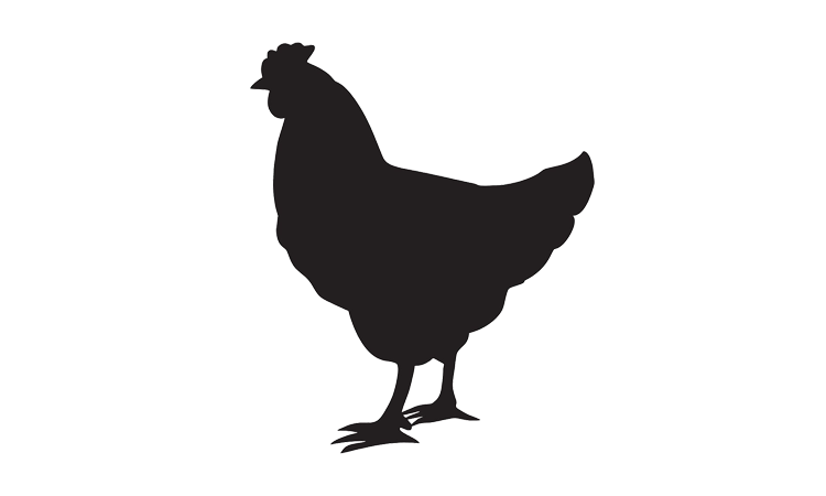 Chicken: