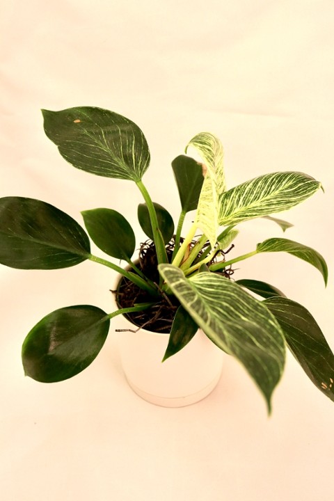 Birkin Philodendron