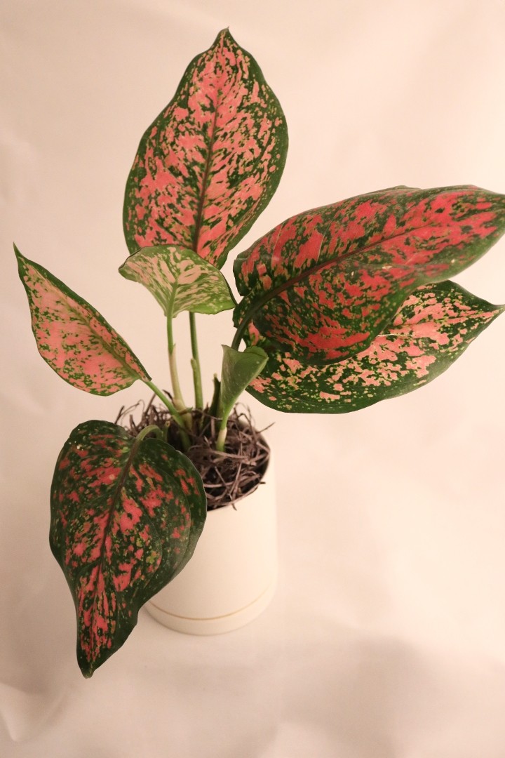 Chinese Evergreen, Plant Only No Ceramic Pot