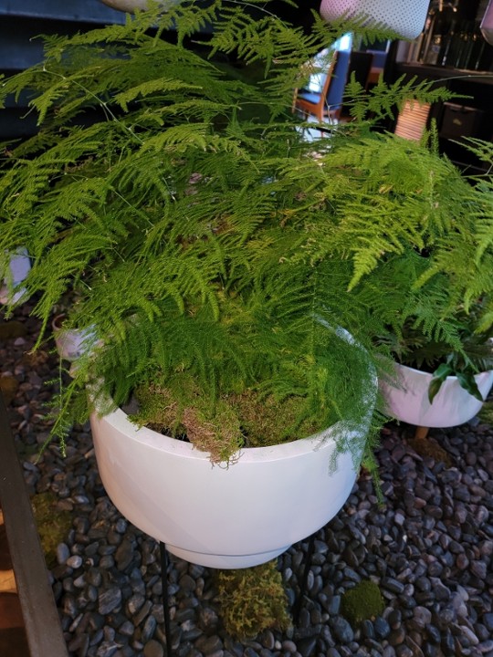 Common Asparagus Fern