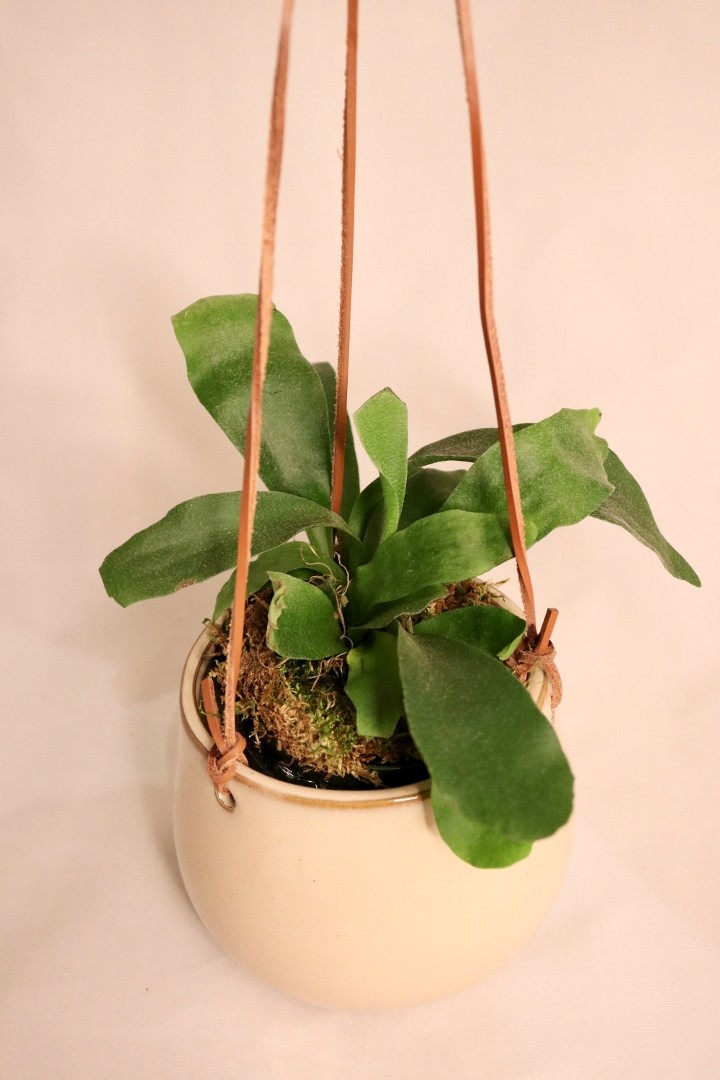 Common Staghorn Fern, Hanging Pot