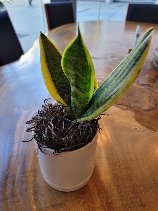 Snake Plant