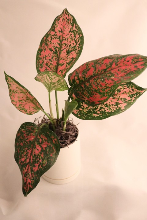 Chinese Evergreen