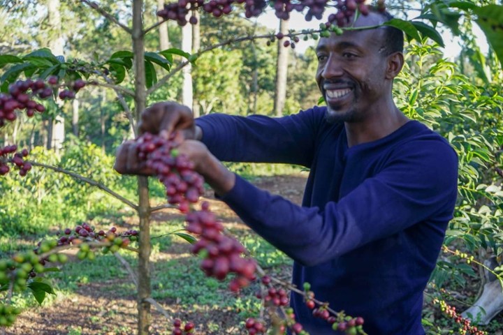 Pour Over: Ethiopia / Kayon Mountain (Organic, Heirloom)