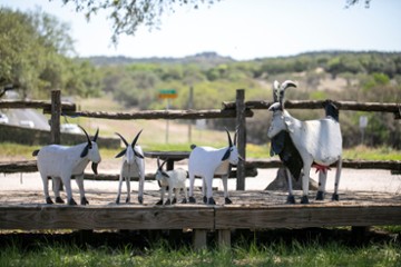 Screaming Goat Yard & Tap