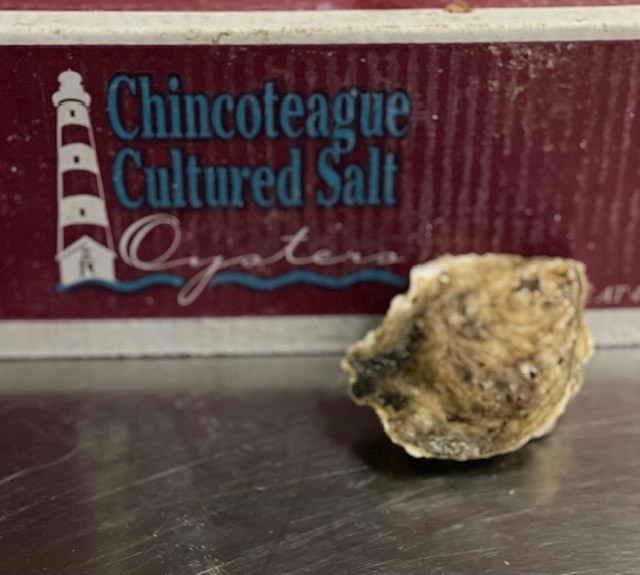 CHINCOTEAGUE OYSTERS