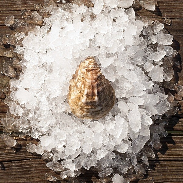 Olde Salts Oysters (UNSHUCKED)