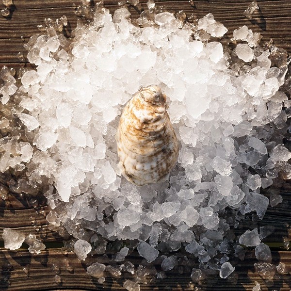 Rappahannock Oyster (UNSHUCKED)