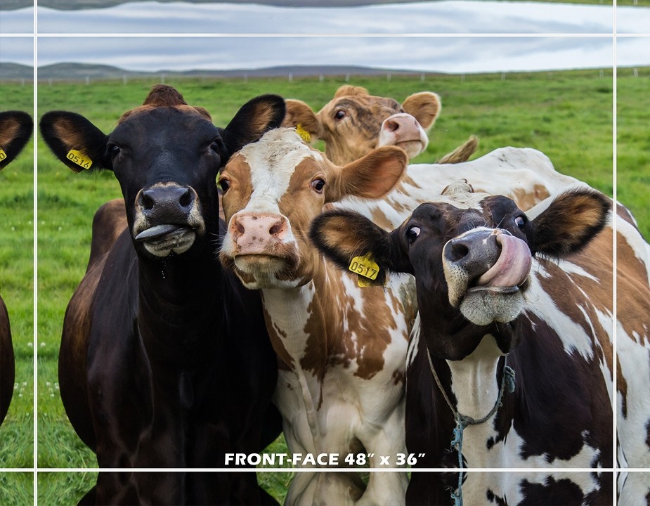 Perky Beans' PB Café