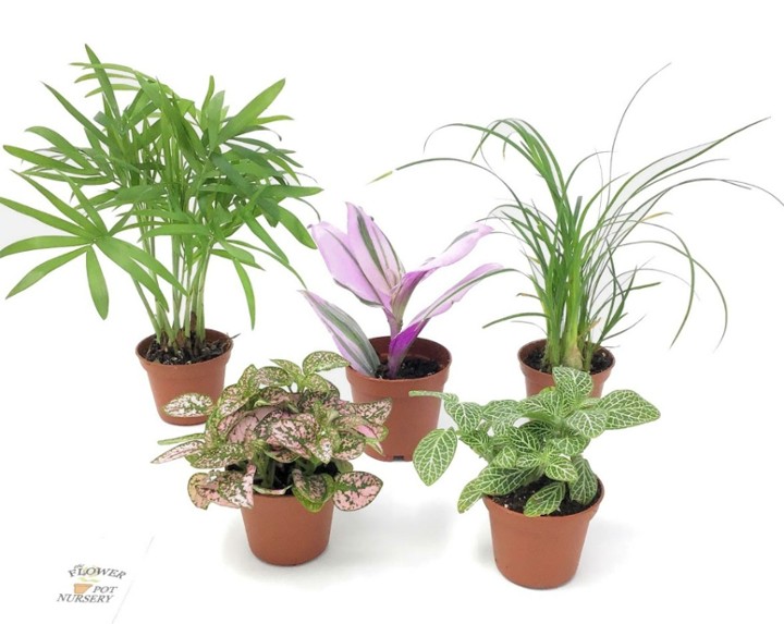 (Black Label) Assorted Houseplants - 4-6 inch