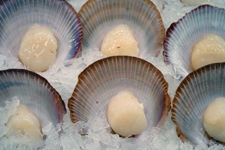 Scallops