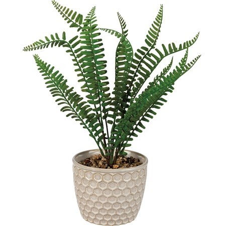 Planter-Honeycomb Fern