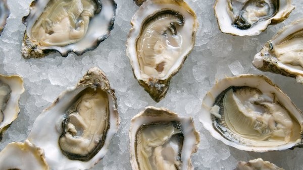 Oysters