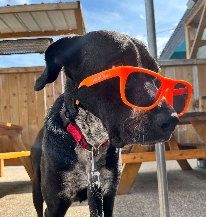 Sunglasses-Orange