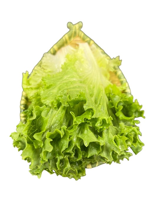 Green Lettuce 綠葉生菜