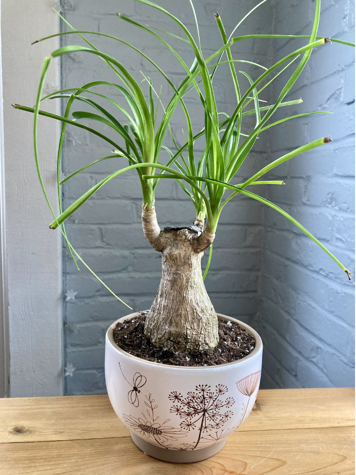 Ponytail Palm in plant-prints pot