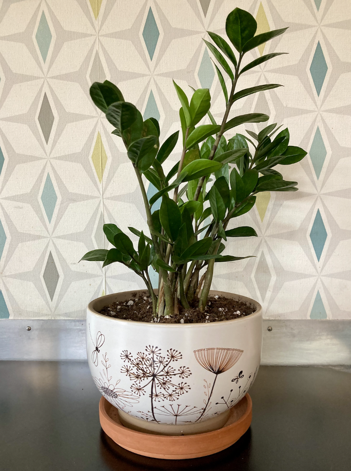 ZZ plant in white print pot
