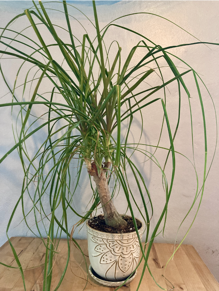 Ponytail Palm in embossed pot