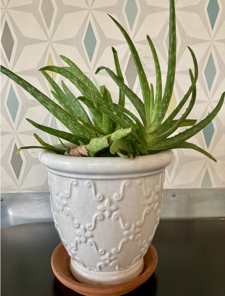 Aloe Vera in white ceramic embossed pot