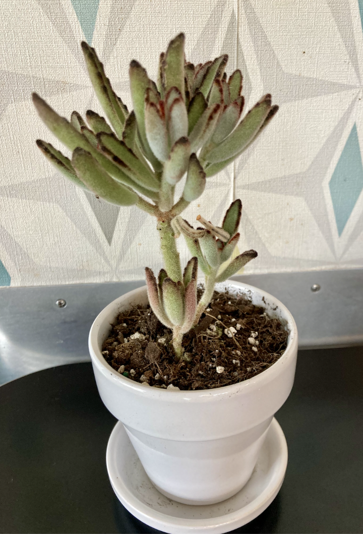 Kalanchoe Chocolate Soldier Plant in white pot