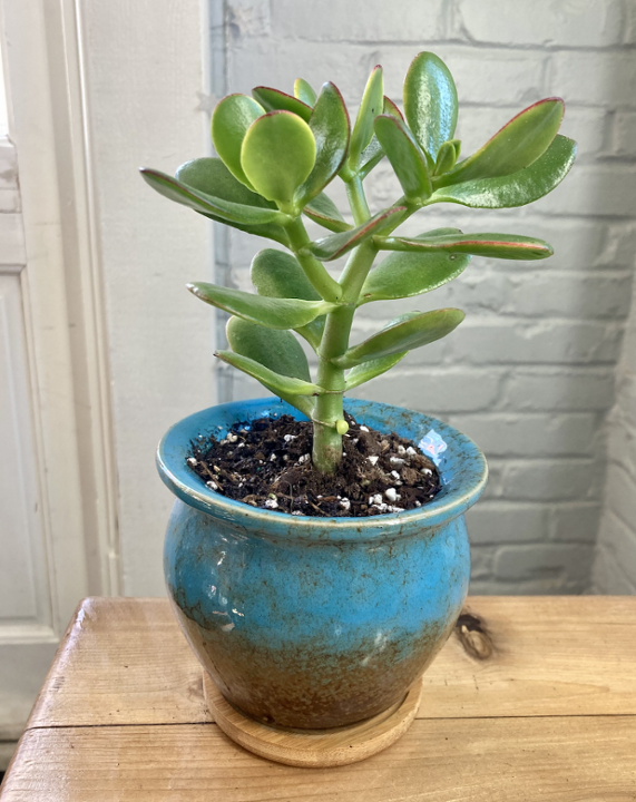 Jade in small blue pot