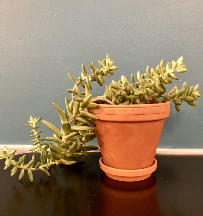 Sedum Pot