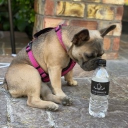 Bottle of Water