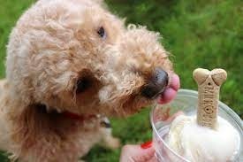 Doggy Pup Cup- Whip Cream