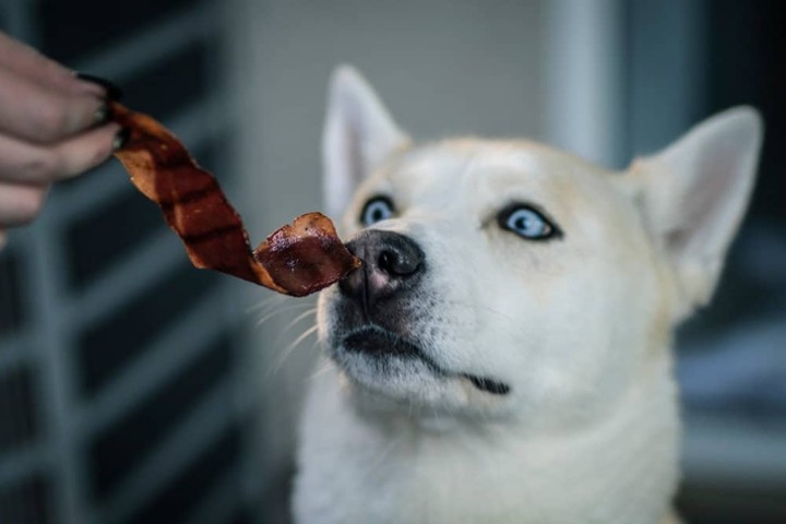 Doggy Slice of Bacon