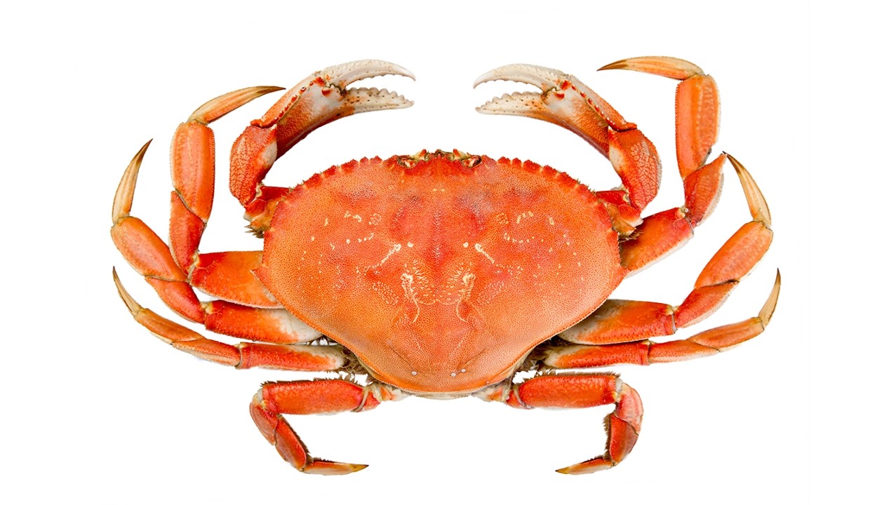 Fresh Dungeness Crab