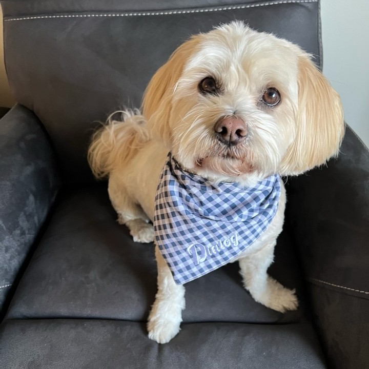 Dog Bandana